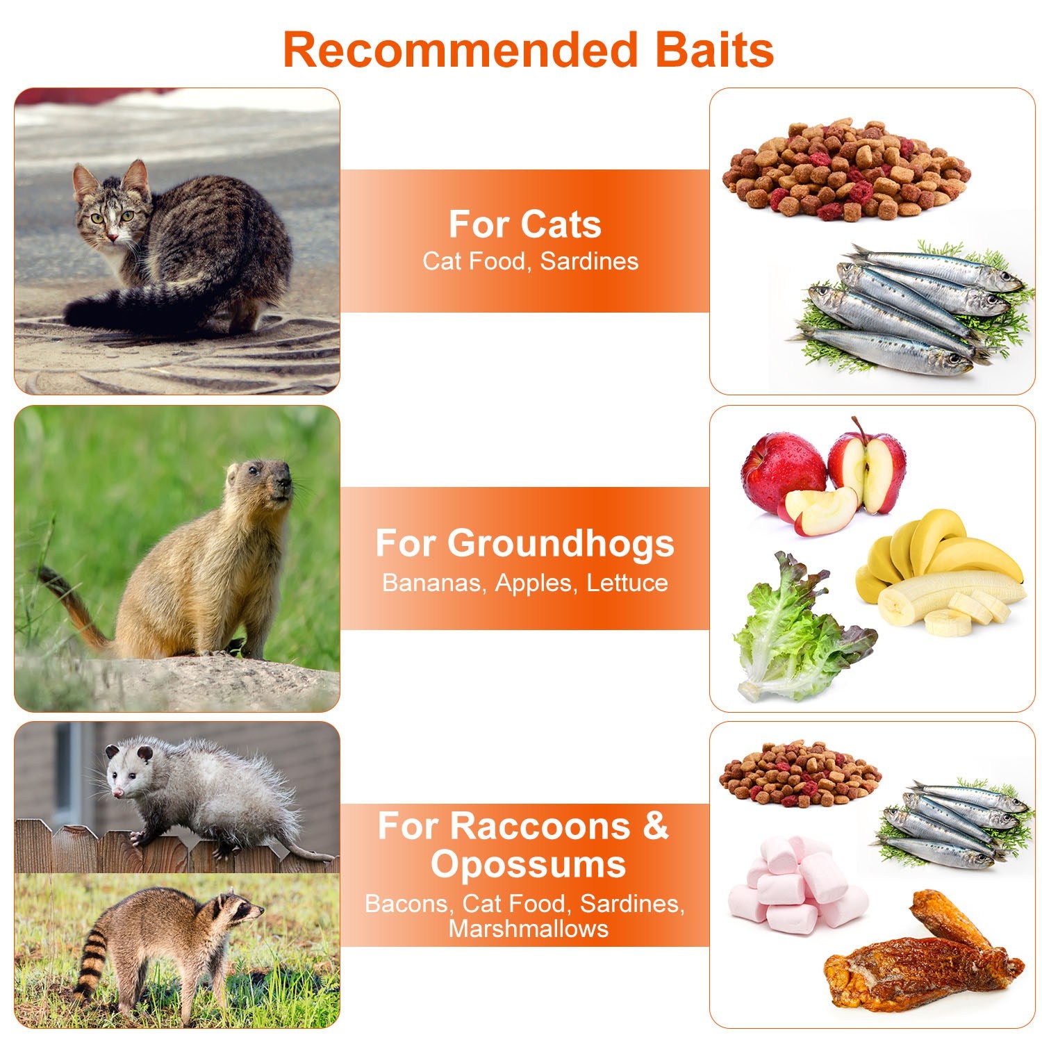 1Pc Humane Cat Trap Cage Catch Release Live Animal Rodent Cage Collapsible Galvanized Wire For Raccoons Beavers Groundhogs Foxes Armadillos Fedex Shipping